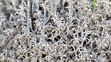 Gray Reindeer Lichen
