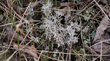 Gray Reindeer Lichen