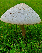 Green-spored Parasol
