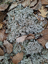 Green Reindeer Lichen