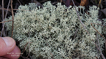 Green Reindeer Lichen