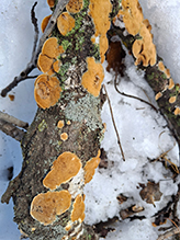 Hairy Curtain Crust