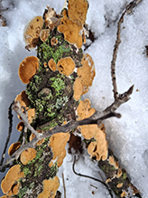 Hairy Curtain Crust