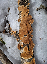 Hairy Curtain Crust