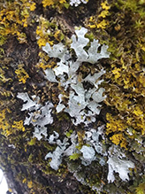 Hammered Shield Lichen