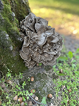 Hen of the Woods
