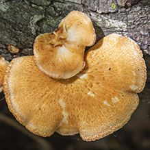 Hexagonal-pored Polypore
