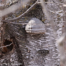 Hoof Fungus