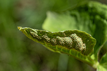 Jack-in-the-Pulpit Rust