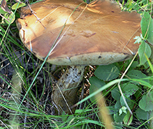 King Bolete