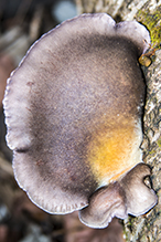 Late Oyster Mushroom