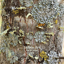 lichen (non-taxonomic group)