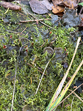 Many-fruited Pelt Lichen