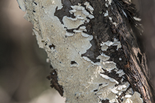 Milk-white Toothed Polypore