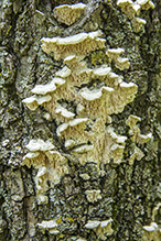 Milk-white Toothed Polypore