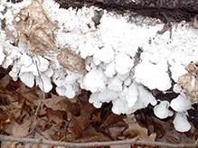 Milk-white Toothed Polypore
