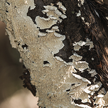 Milk-white Toothed Polypore - Featured photo