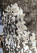 Milk-white Toothed Polypore 26