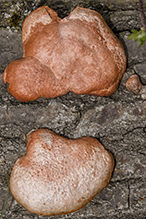 Northern Cinnabar Polypore