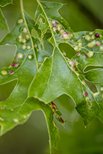 Oak Leaf Blister (Taphrina caerulescens)