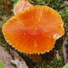 Orange-gilled Waxy Cap