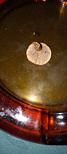Orange-gilled Waxy Cap
