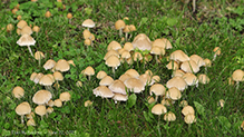 Pale Brittlestem