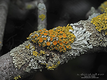 Pin-cushion Sunburst Lichen