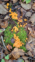 Pinewood Gingertail