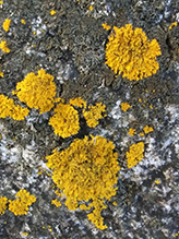 Powdery Sunburst Lichen