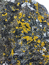 Powdery Sunburst Lichen