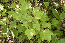 Purple Bordered Leaf Spot