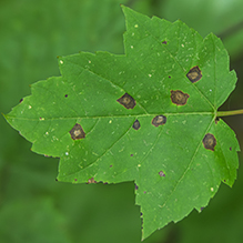 Purple Bordered Leaf Spot