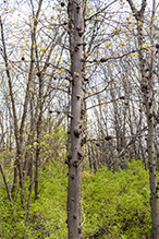 Click to enlarge phomopsis gall infestation 3