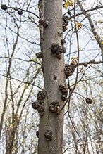 Click to enlarge phomopsis gall infestation 4