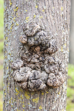 Click to enlarge phomopsis gall Gall 1