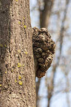 Click to enlarge phomopsis gall Gall 2