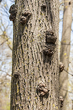 Click to enlarge phomopsis gall infestation 6