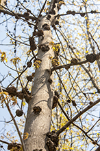 Click to enlarge phomopsis gall infestation 5