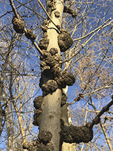 Click to enlarge phomopsis gall 07