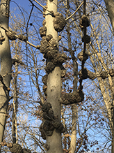 phomopsis gall - Featured photo