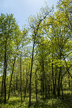 Click to enlarge phomopsis gall infestation 1