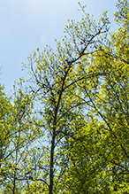 Click to enlarge phomopsis gall infestation 2