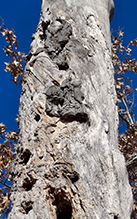 Click to enlarge phomopsis gall 11