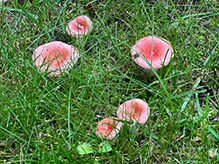 Rosy Brittlegill
