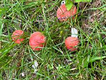 Rosy Brittlegill