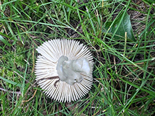 Rosy Brittlegill