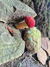 Ruby Bolete