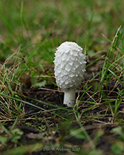 Shaggy Mane