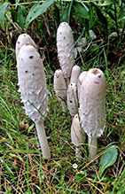 Shaggy Mane